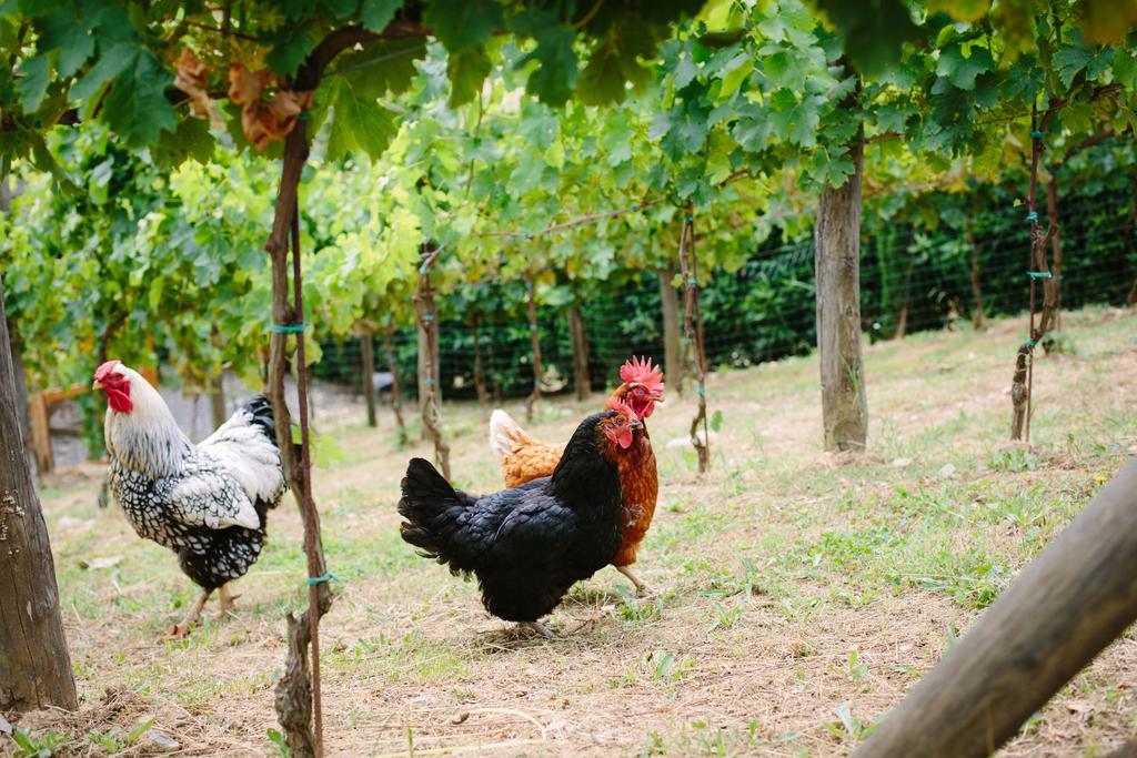 Agriturismo Mareli Villa Camaiore Kültér fotó